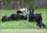 Scottish Terrier Kalender 2012 August